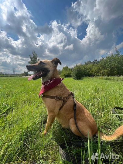 Собака улыбака ищет дом