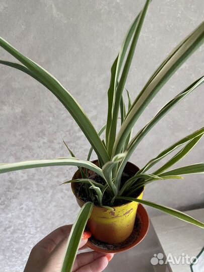 Хлорофитум