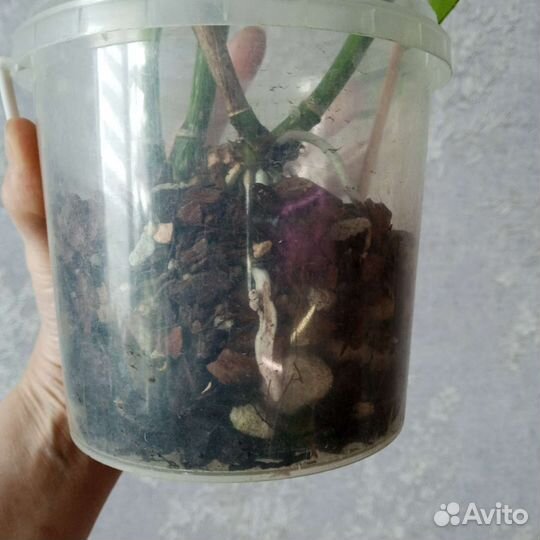 Каттлея Чиа Лин (Chia Lin 