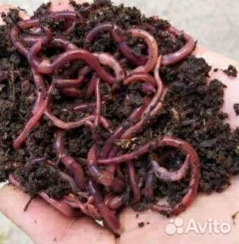 Черви навозные