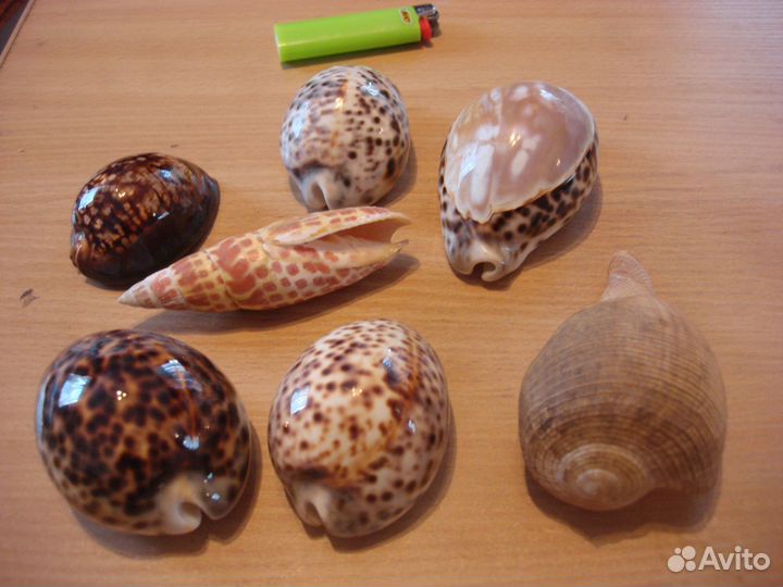 Морские ракушки