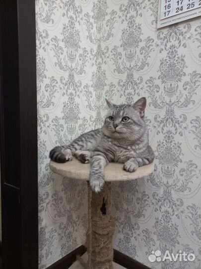 Вязка. Ищет даму сердца