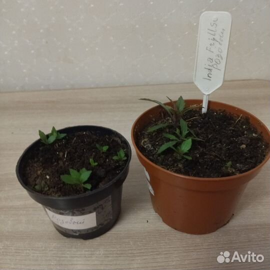 Ахименес розовый