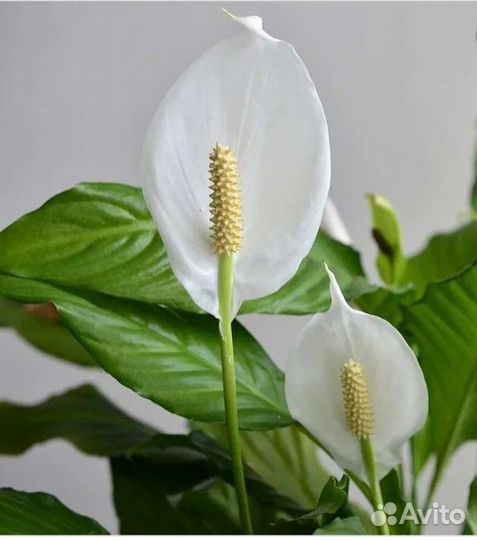 Комнатные цветы