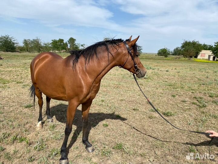 Арабские лошади