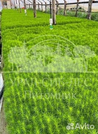 Сеянцы на лесовосстановление Ель Голубая зкс