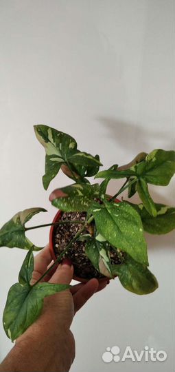 Сингониумы сортовые