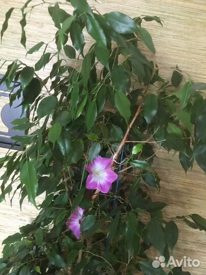 Фикус бенджамина