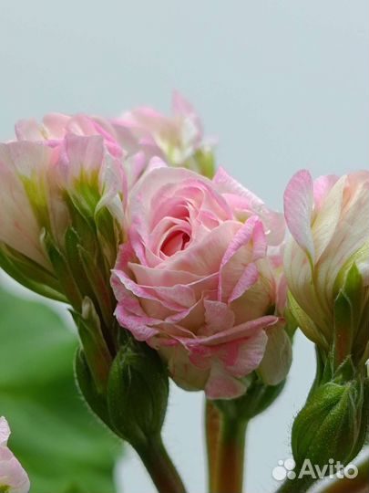 Пеларгония герань Ю-Царская Невеста