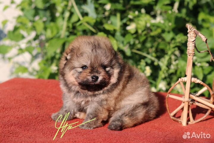 Померанский шпиц мальчик
