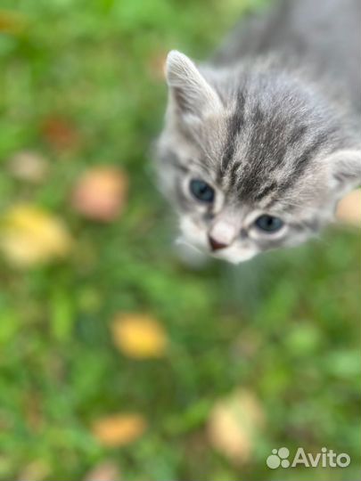 Котенок серая девочка в добрые руки