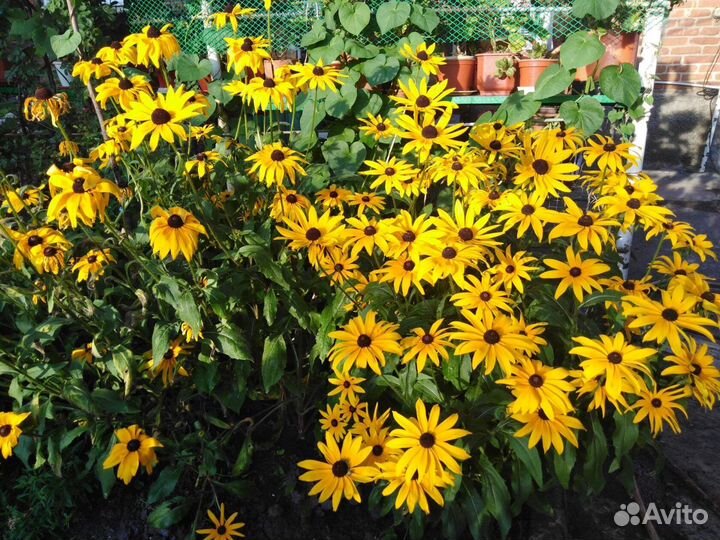 Многолетние цветы