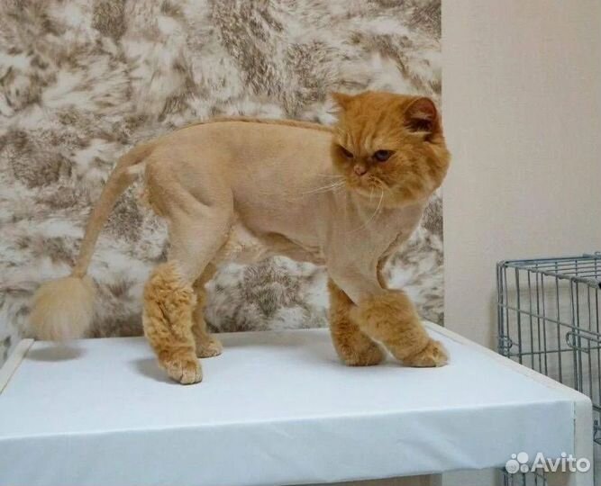 Груминг для кошек и котов