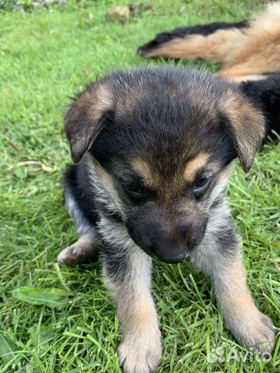 Щенки метисы от мамы немецкой овчарки