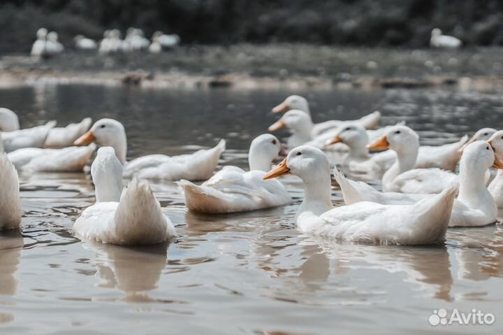 Мясо домашней птицы
