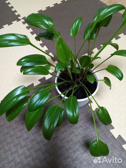 Дремиопсис