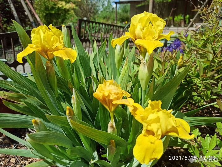 Ирисы бордюрные карликовые