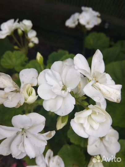 Пеларгония герань