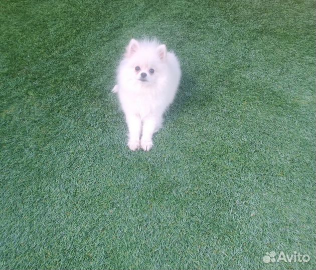 Померанский шпиц мини девочка