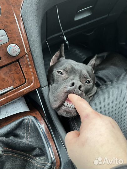 Питбультерьер