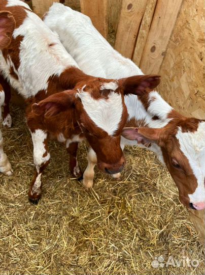 Телята с доставкой до двора за наш счёт