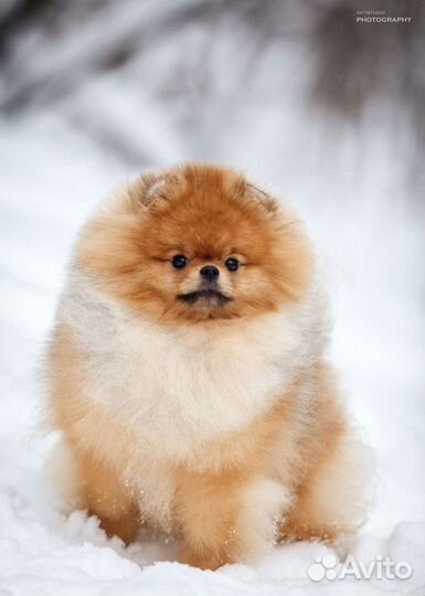 Супер-померанец для вязок