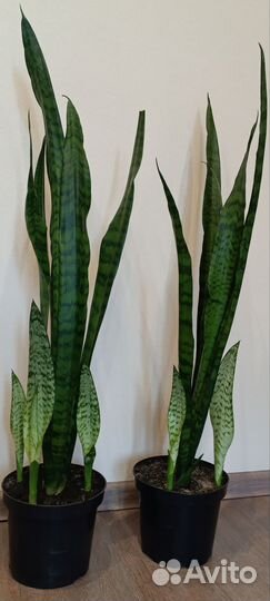 Сансевиерия сортовая