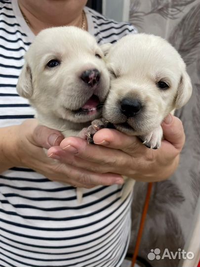 Щенки Лабрадора