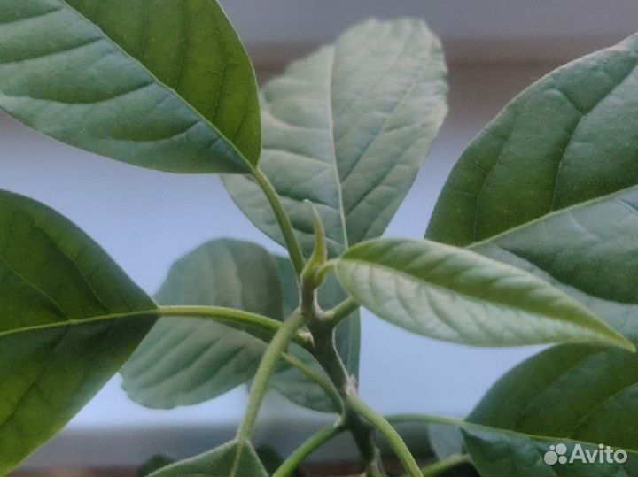 Авокадо Хасс дерево