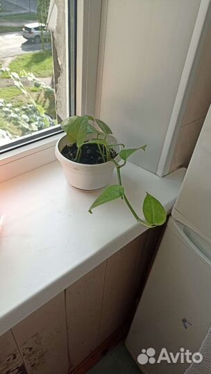 Сциндапсус