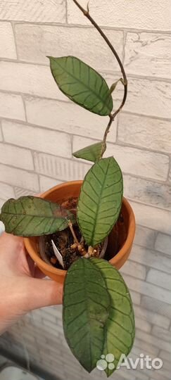 Хойи укоренённые