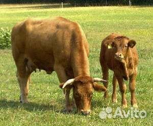 Продаю коровы