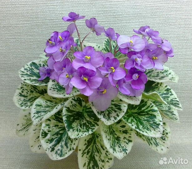 Мини фиалки