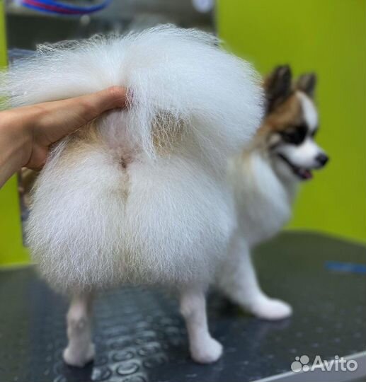 Груминг для животных