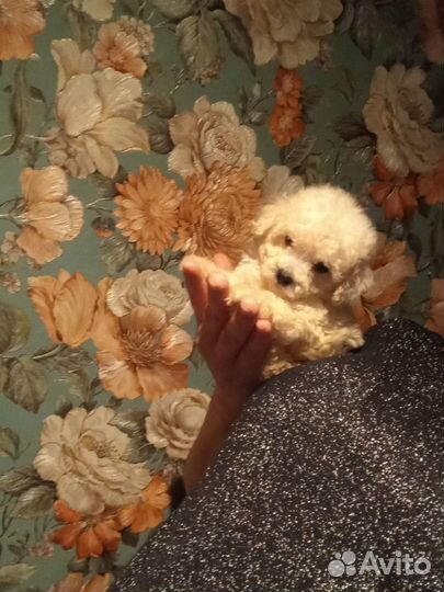 Мальтипу Супер микро Мини ф1f1 Москва