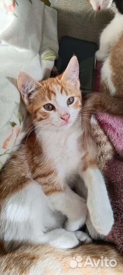 Ласковый котенок