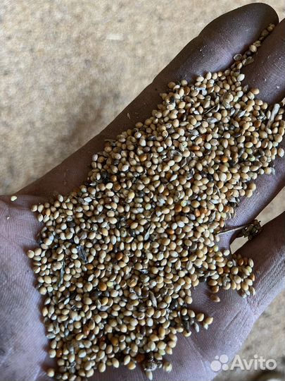 Просо желтое