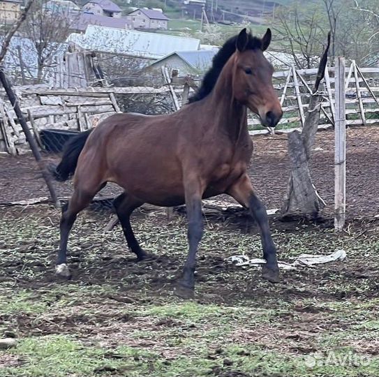 Карачаевский жеребец