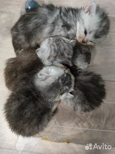 Котята британской шиншиллы серебро
