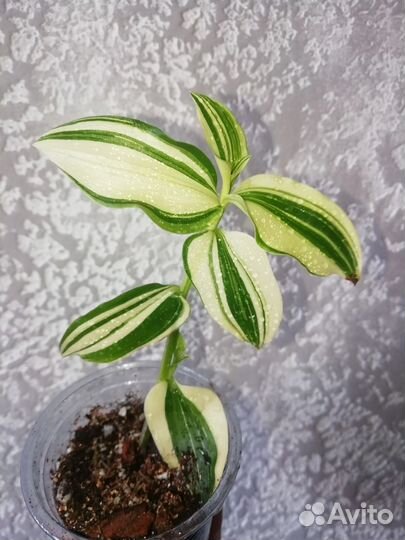 Традесканция