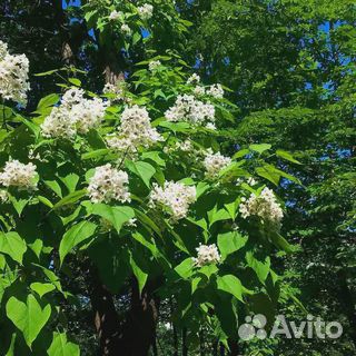 Катальпа дерево счастья. Саженцы
