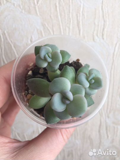 Суккуленты