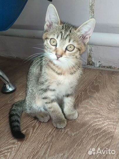 Котята, мышеловы