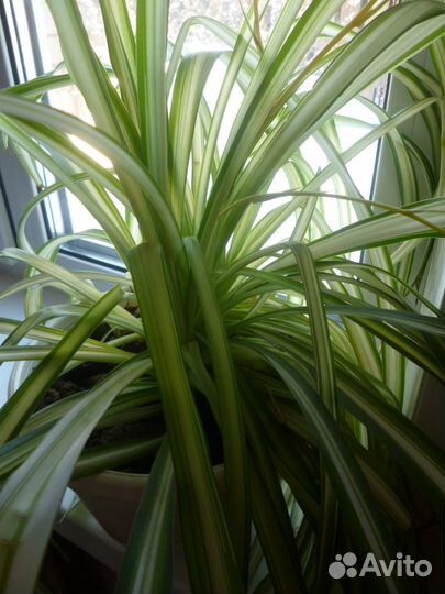 Комнатные цветы