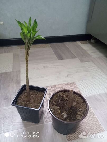 Аморфофаллус