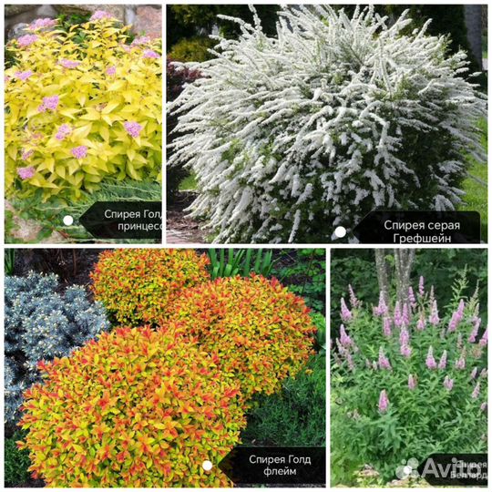 Саженцы плодовых декоративных и хвойных растений