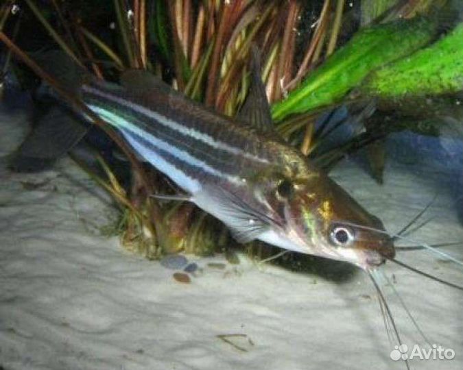 Аквариумные рыбки