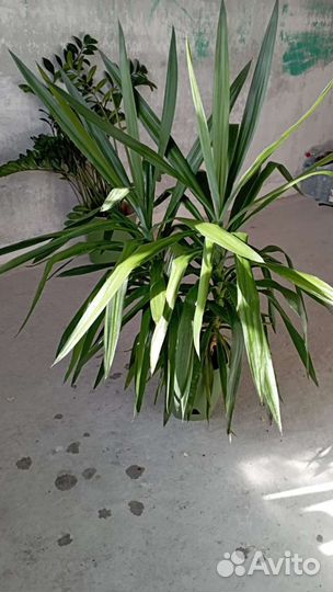 Пальма юкка