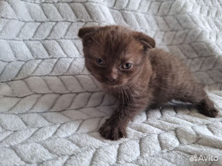 Шотландская