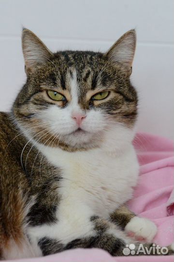 Мурчалка Бэтти, была домашней